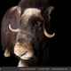 Illustration for article titled Heartbreaking photographs capture the facial expressions of animals